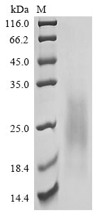 Greater than 90% as determined by SDS-PAGE.