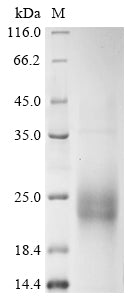 Greater than 85% as determined by SDS-PAGE.