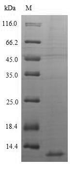 Greater than 90% as determined by SDS-PAGE.