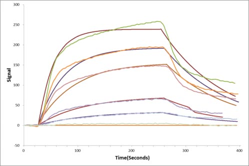 Activity Human EPHA3 protein his tag captured on COOH chip can bind Human EFNA5 protein Fc tag with an affinity constant of 13.8 nM as detected by LSPR Assay. Biological Activity Assay