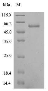 Greater than 90% as determined by SDS-PAGE.