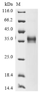 Greater than 85% as determined by SDS-PAGE.