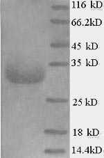 Greater than 90% as determined by SDS-PAGE.