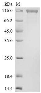 Greater than 90% as determined by SDS-PAGE.