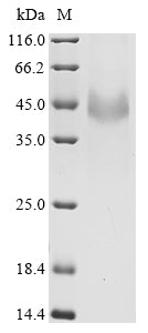 Greater than 90% as determined by SDS-PAGE.