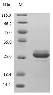 Greater than 90% as determined by SDS-PAGE.