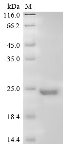 Greater than 90% as determined by SDS-PAGE.