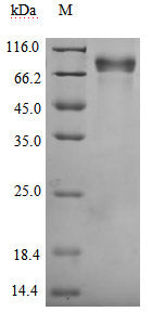 Greater than 95% as determined by SDS-PAGE.