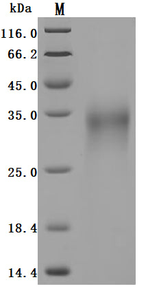 Greater than 95% as determined by SDS-PAGE.