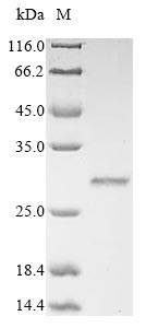 Greater than 85% as determined by SDS-PAGE.