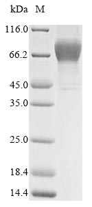 Greater than 95% as determined by SDS-PAGE.