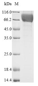 Greater than 90% as determined by SDS-PAGE.