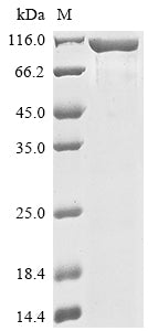 Greater than 85% as determined by SDS-PAGE.