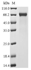 Greater than 85% as determined by SDS-PAGE.