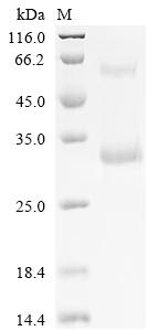 Greater than 90% as determined by SDS-PAGE.