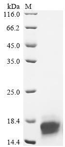 Greater than 90% as determined by SDS-PAGE.