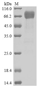 Greater than 90% as determined by SDS-PAGE.