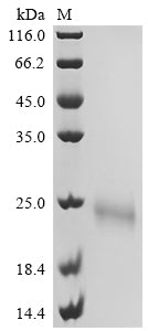 Greater than 90% as determined by SDS-PAGE.