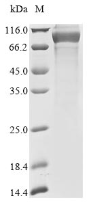 Greater than 85% as determined by SDS-PAGE.