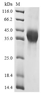 Greater than 90% as determined by SDS-PAGE.