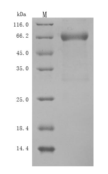 Greater than 90% as determined by SDS-PAGE.