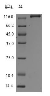 Greater than 95% as determined by SDS-PAGE.