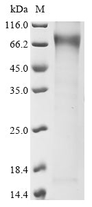 Greater than 85% as determined by SDS-PAGE.