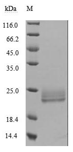 Greater than 95% as determined by SDS-PAGE.