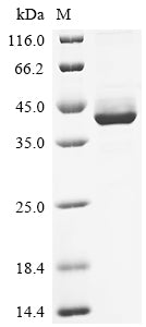 Greater than 90% as determined by SDS-PAGE.