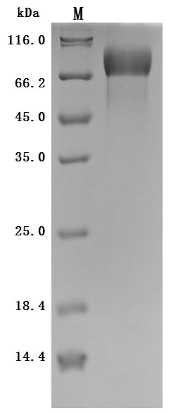 Greater than 95% as determined by SDS-PAGE.