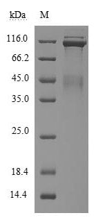 Greater than 90% as determined by SDS-PAGE.