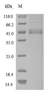 Greater than 85% as determined by SDS-PAGE.