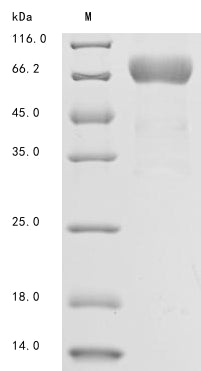 Greater than 85% as determined by SDS-PAGE.