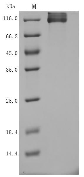 Greater than 95% as determined by SDS-PAGE.