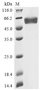 Greater than 90% as determined by SDS-PAGE.