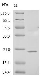 Greater than 90% as determined by SDS-PAGE.