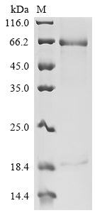 Greater than 90% as determined by SDS-PAGE.