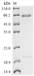 Greater than 90% as determined by SDS-PAGE.