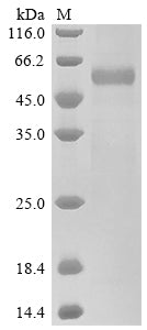 Greater than 85% as determined by SDS-PAGE.