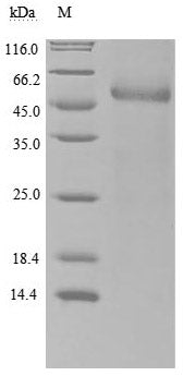 Greater than 90% as determined by SDS-PAGE.