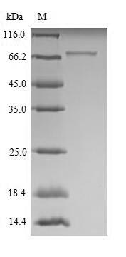 Greater than 90% as determined by SDS-PAGE.