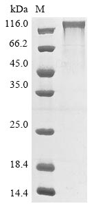 Greater than 90% as determined by SDS-PAGE.