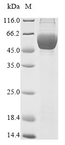 Greater than 85% as determined by SDS-PAGE.