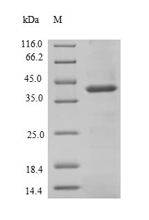 Greater than 90% as determined by SDS-PAGE.