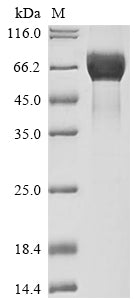 Greater than 90% as determined by SDS-PAGE.