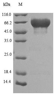 Greater than 90% as determined by SDS-PAGE.