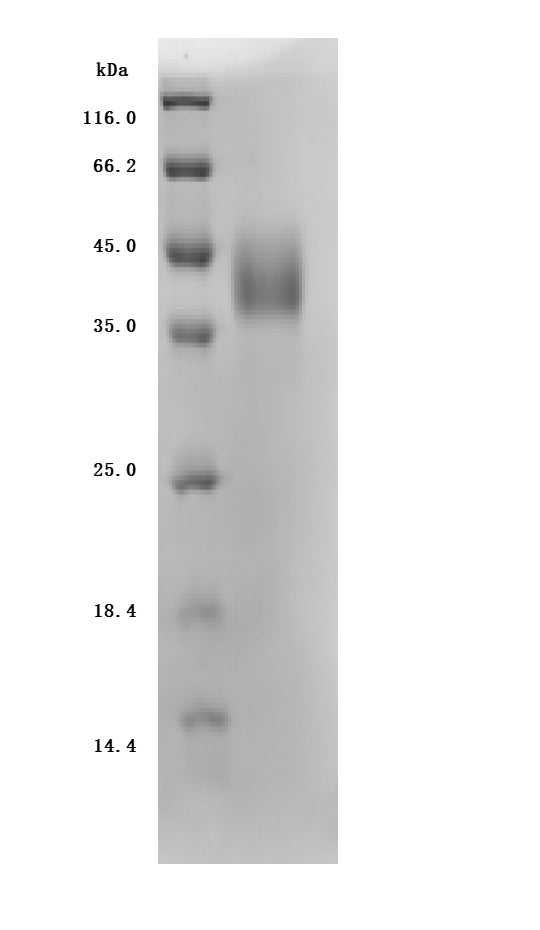 Greater than 95% as determined by SDS-PAGE.