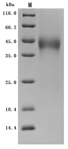 Greater than 95% as determined by SDS-PAGE.