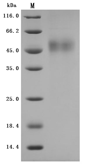 Greater than 95% as determined by SDS-PAGE.