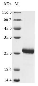 Greater than 90% as determined by SDS-PAGE.